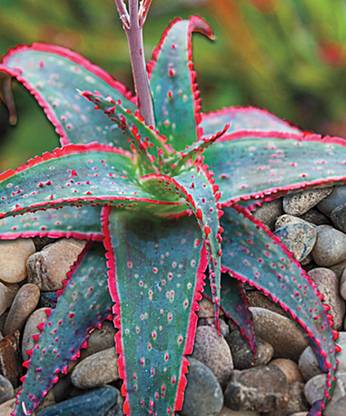 Nema Rare Mini Succulent Cactus Seeds - Green and Red - 30 pcs Seed