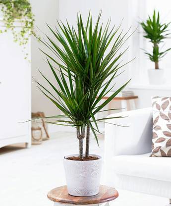 Vamsha Nature Care Dragon Tree