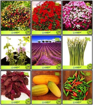 creative farmer Rare Seeds Combo Herb Seeds & Flower Seeds : Petunia-Star, Petunia- Red, Phlox Beauty Mix, Amaranthus(Red), Bird Chilli -Red, Cowpea (Anaswara), Penny Royal, Lavender, Garlic Chives For Gardening Seed