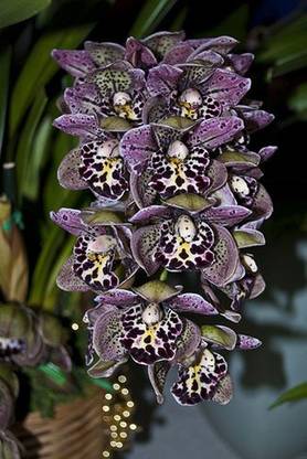 Nema Unique Purple Spots Cymbidium Orchid Flower Seeds Seed