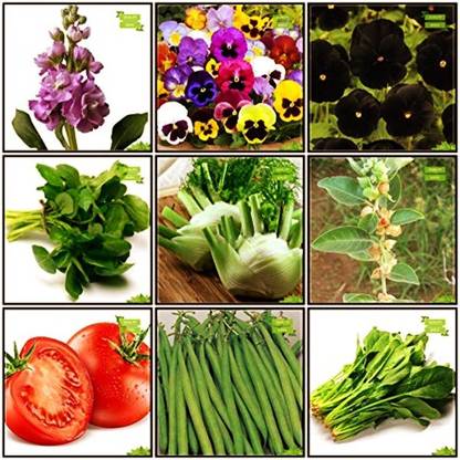 OhhSome Buy Seeds Combo Herb Seeds & Flower Seeds : Stocks Mammoth, Pansy-Swiss Giant, Black Pansy, Palak Cheera, French Bean, Tomato - Money Maker, Water Cress, Fennel Folrance, Ashwagandha Fruit Seeds For Home Garden Seed