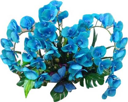 Nema Garden Phalaenopsis Orchids Seeds - Sky Blue -200 Pcs Seed