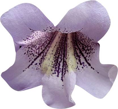 Nema Paulownia Empress Romantic Flower Seeds - 100 Pcs Seed