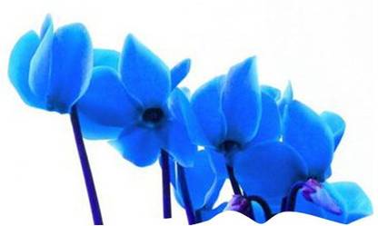 Nema Cyclamen Flower Seeds - Blue -100 Seeds Seed
