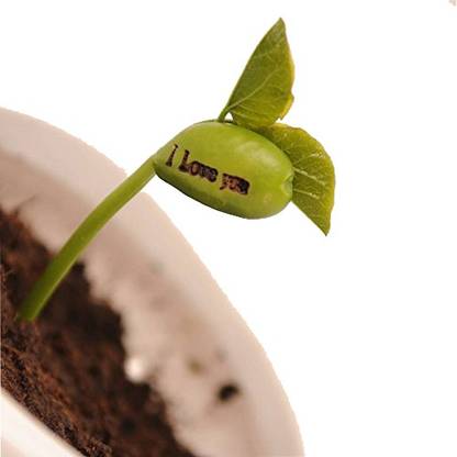 Nema Magic Growing Message Bean Seeds - 5 Pcs Seed