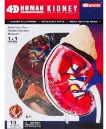 4D Master 4D Human Kidney Anatomy Model