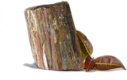 Healings4u Raw Rough Stone - Petrified wood unpolished Raw Regular Asymmetrical Crystal Stone