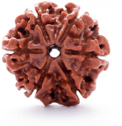 Parashara ARKAM Premium Six Mukhi Rudraksha / Original Nepali 6 Mukhi Rudraksha / Natural 6 faced Rudraksha with detailed Puja and wearing instructions Wood Pendant