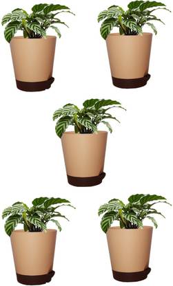Minerva Naturals Table top plastic flower pot pack of 5 with tray Plant Container Set