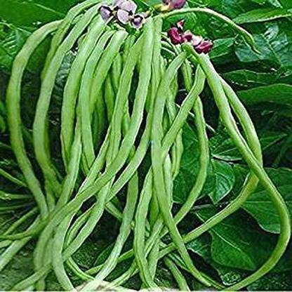 Trothic Gardens Rare F1 Hybrid" Green Cowpea" Long Bean Barbati Vegetable Seeds Seed
