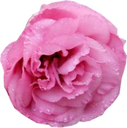 Nema Heirloom Lisianthus Eustoma Seeds - Pink - 100 Pcs Seed