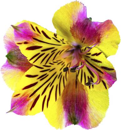 Nema Alstroemeria Flower Seeds-Yellow and Pink-100Pcs Seed
