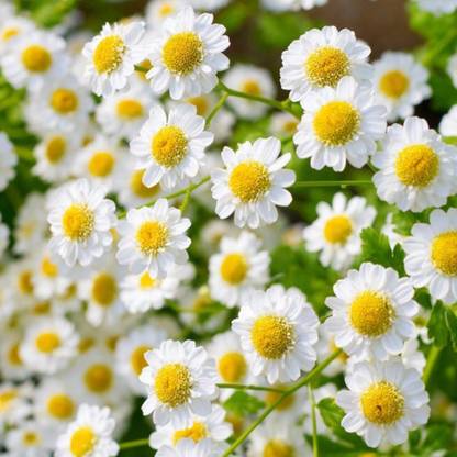Nema Chamomile Flower Seeds - 50 Pcs Seed