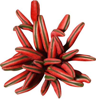 Nema Exotic Peperomia Claveolens Seeds-100Pcs Seed