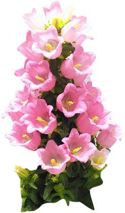 Redoak Campanula Punctata Bellflower Flower Seeds-Pink Seed