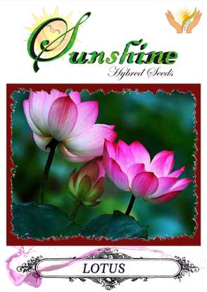 SUNSHINE Lotus Flower Seeds (Pack Of 20+20+20 Lotus Seeds) 3 Packet Of Lotus Flower seeds Seed