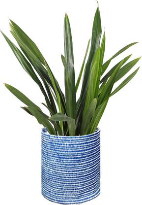 Hippo Eco Friendly Bins Plant Container Set
