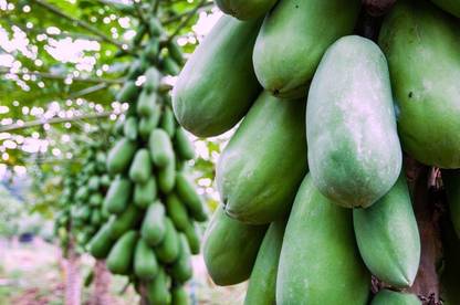 PEARL Red lady 786 papaya 100 seed Seed