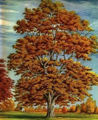 Fall Tree Autumn Leaves Color Changed School Composition Book 130 Pages
