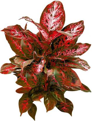 FUTABA Rare Dieffenbachia Seeds-Red Seed