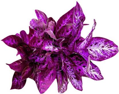 KRISHNA Rare Dieffenbachia Seeds-Pink-100Pcs Seed