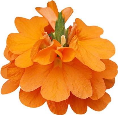 FUTABA Crossandra Infundibuliformis Flower Seeds-Orange Seed