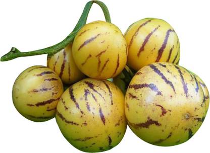 Nema Rare Pepino Melon Fruit Seeds-100Pcs Seed