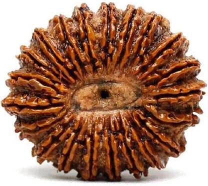 om rudraksha 21 Mukhi Rudraksha Natural Nepal Rudraksha Wood