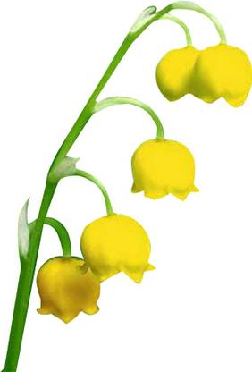 FUTABA Convallaria Majalis Lily Flower Seeds-Yellow Seed