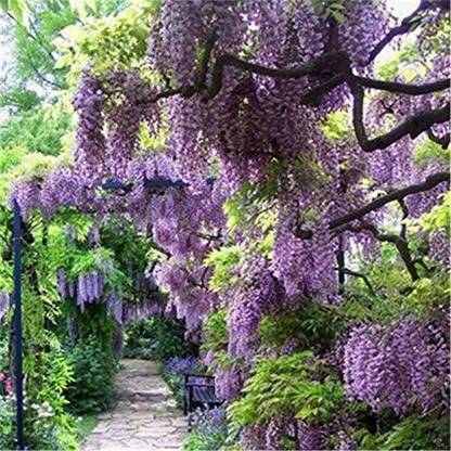 Srushtitraders Purple Wisteria Flower Seeds Seed
