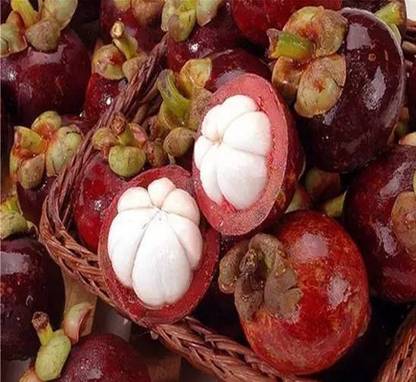 Nema Garcinia Mangostana Seeds-10PCS Seed