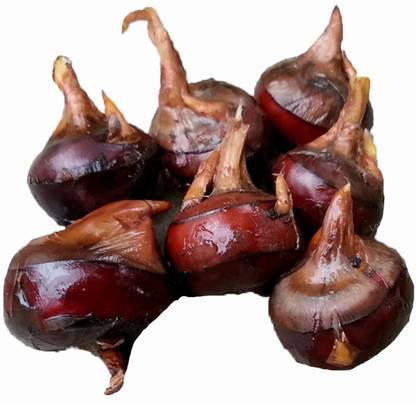 Nema Chinese Water Chestnut Seeds-100pcs Seed