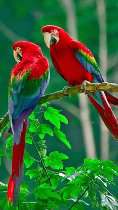 Macow Birds Photographic Paper