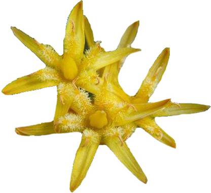 Nema Asphodel Flower Seeds- Yellow-100Pcs Seed