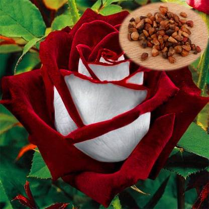 Nema Osiria Ruby Rose Flower-Red And White-100PCS Seed