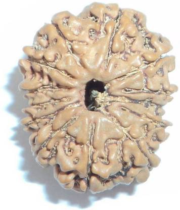 Jewelswonder 100 % Original & Natural Thirteen Face /13 Mukhi Rudraksha Wood