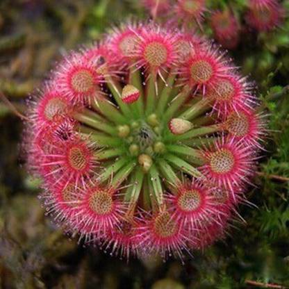Nema Drosera Capensis Plant Seeds Seed