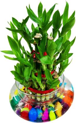 AGAMI Green 3 Layer Lucky Bamboo plant with Big Round Glass Vase and Colored Pebbles Seed