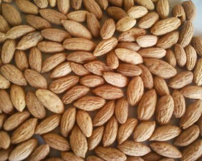 Srushtitraders Olive Tree Seeds Seed