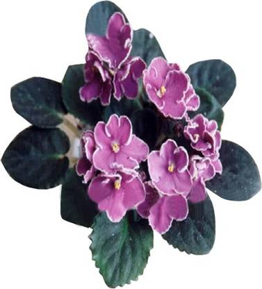 Redoak Saintpaulia Ionantha Seed