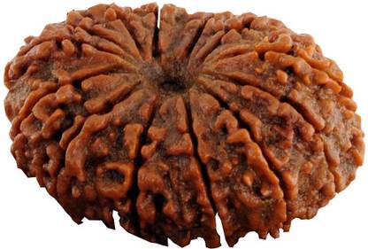 Jewelswonder 14 Mukhi Rudraksha With JGL Lab Certified Wood