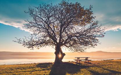Tree Bench Table Light Photographic Paper