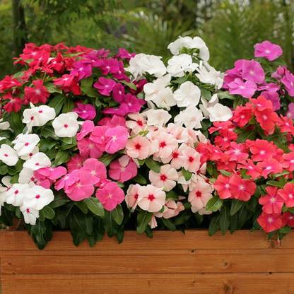 LIVE GREEN VINCA (SADABAHAR) FLOWER, F1 HYBRID SEEDS (LIVE GREEN) Seed