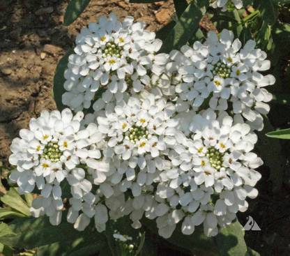 LIVE GREEN SWEET ALLYSUM F1 HYBRID FLOWER SEEDS (PACK OF 2 PKT), GOOD GERMINETION (LIVE GREEN) Seed
