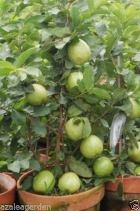 Trothic Gardens Dwarf White Indonesian Seedless Guava Psidium guajava 1 Healthy Live Plant Seed