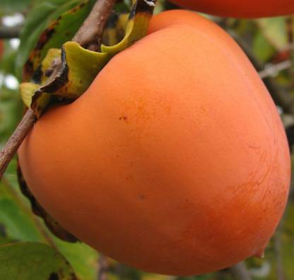 M-Tech Gardens Tropical Persimmon Fruit Live
