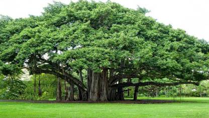 SHOP 360 GARDEN Ficus Benghalensis , Indian Banyan , Vat Vriksha , Bargad Tree Seeds - Pack of 100 grams Seed