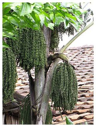 Abamec Fishtail Toddy palm Seed