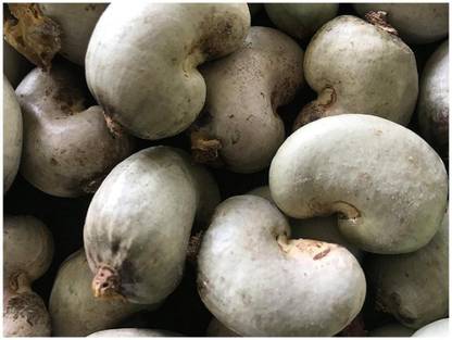 Abamec Cashew Nut Seed