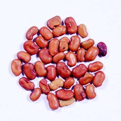 RK Seeds RK Seeds-Sesbania grandiflora- Agati seeds -Sesban, Swamp-pea Seeds - Sesbania grandiflora seeds,Hummingbird Tree seeds, Fodder Seeds -hummingbird tree seeds Pack of 100 GM Seed